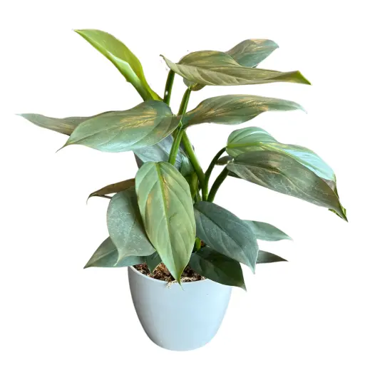 Planta philodendron plateado