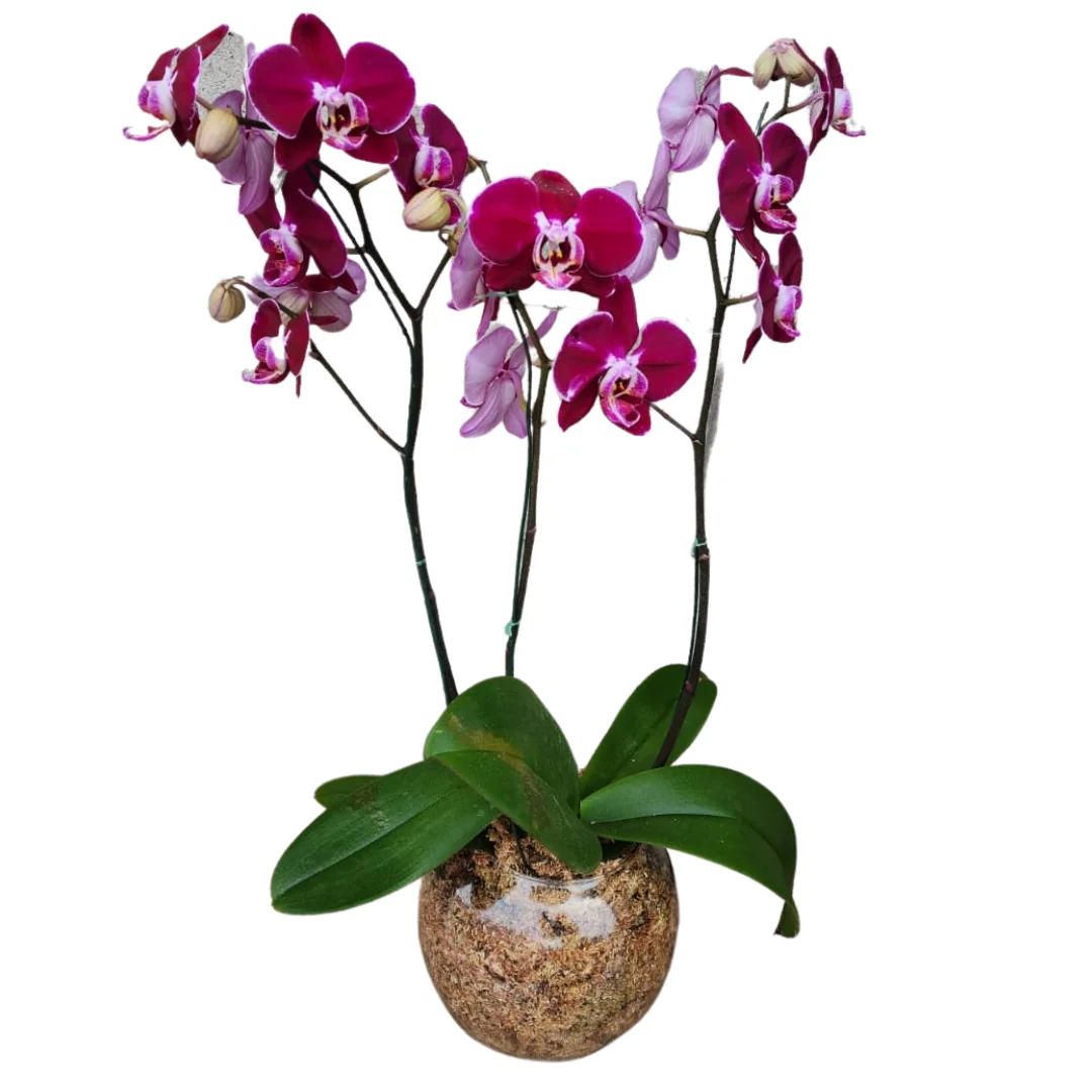 Orquidea Violeta II