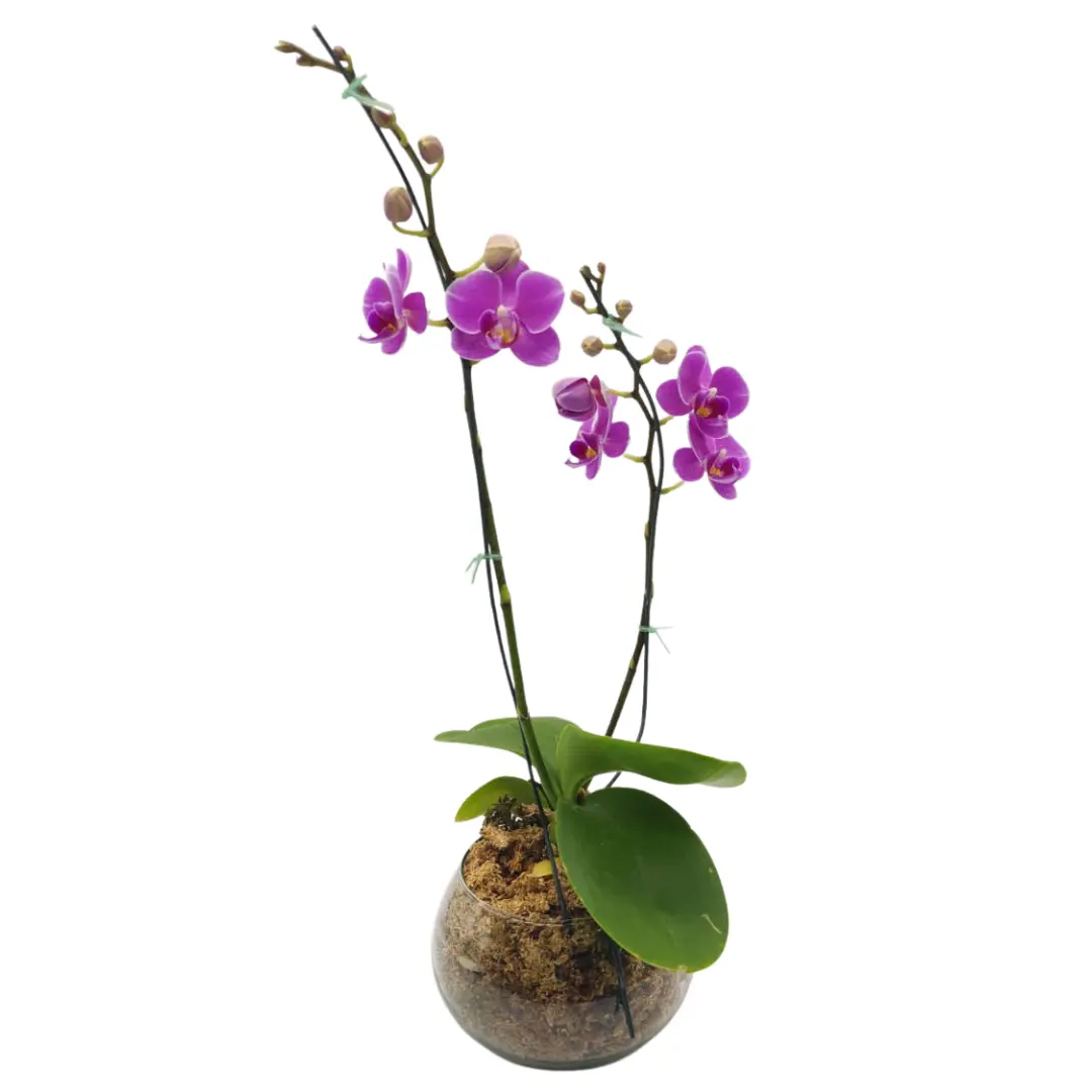 ORQUIDEA PHALEANOPSIS PECERA LITE I