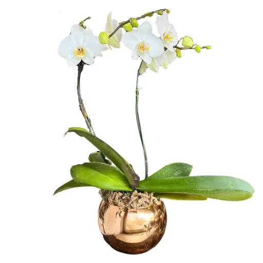 Orquidea blanca V