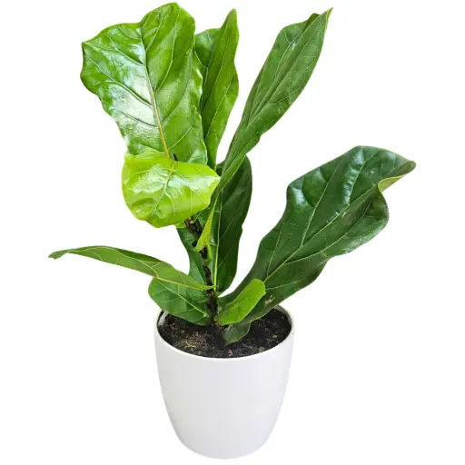 PLANTA FICUS PANDURATA M10