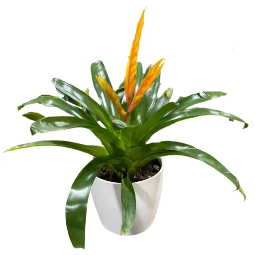 Planta bromelia m14