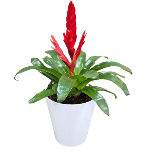 Planta bromelia m14